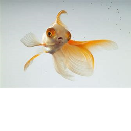 Fish Simulator.