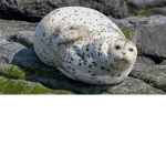 < | Seal Kingdom | >