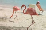 Purple and pink flamingos!