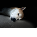 Hotdognation
