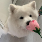 JoyfuIz