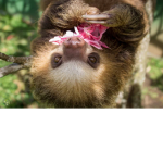 The Sloth Lands