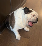 Oscar._.bulldog