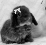 Cotten_coffeebunny