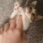 саt