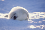 seal s group