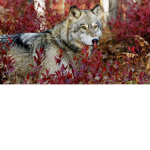 TEAM HUSKY FOREVER!!XD