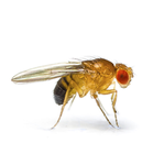 Cult of the Fruit Flies
