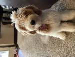 Poodle Doodle the group