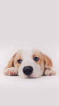 dogs for ever| preppy group