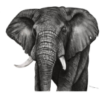 Chub's Group Of Elephants