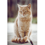 kittycats club