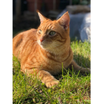 Cats are the coolest pets ever