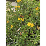 Help the butterfly