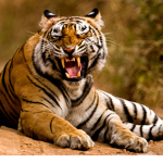 Tigers United Official Group