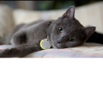 nice cat