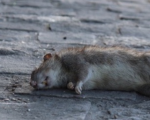 RATS FOREVERRR