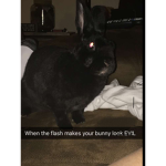Rabbit Gaming and Stuff Group