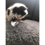 Paw of the cat