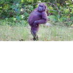 =)mOnKeY=)