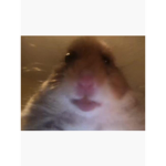 NO BULLY NOOBS