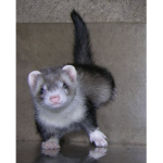 Ferret's Army