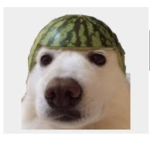 A doge and a dog that’s quiet