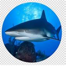 Survive The Killer Shark