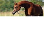 Arabian #####