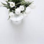 auriviia’s tulips <3