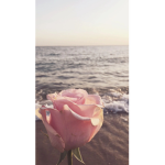 Pink_rxses