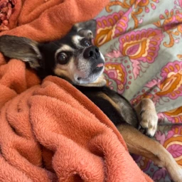 Find the Silly Puppy icon