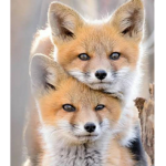 Raposas fofas