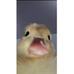 카퓨지롱!