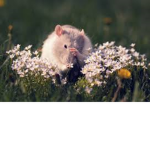 Kats Rats