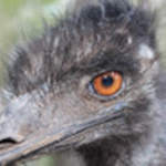 Emu's offical fan club!