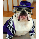 Fans of Bulldogs