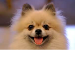 Cute dog obby