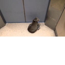 THE Normal Elevator cat GAME!