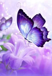 Butterflies509
