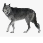 Da bean wolf club!
