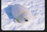 The Seal societyy