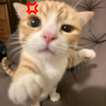 katio testing private group