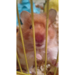Niña chacha