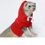 FERRET RULE