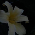 melio Group Thumbnail