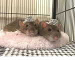My baby rats