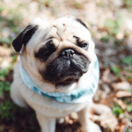 my bff GROUP/ THE PUG GROUP
