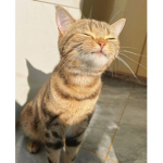 내 사랑