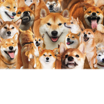 X Shiba Inu noob <3 ÙwÚ